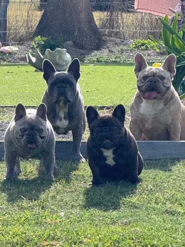 Customer photo review of Bugsy's Air-Dried Turkey