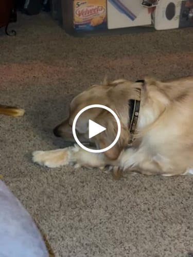 Customer video review of Gift Bundle: 2 Large Yak Chews and a 6" Hickory Smoked Bully Stick