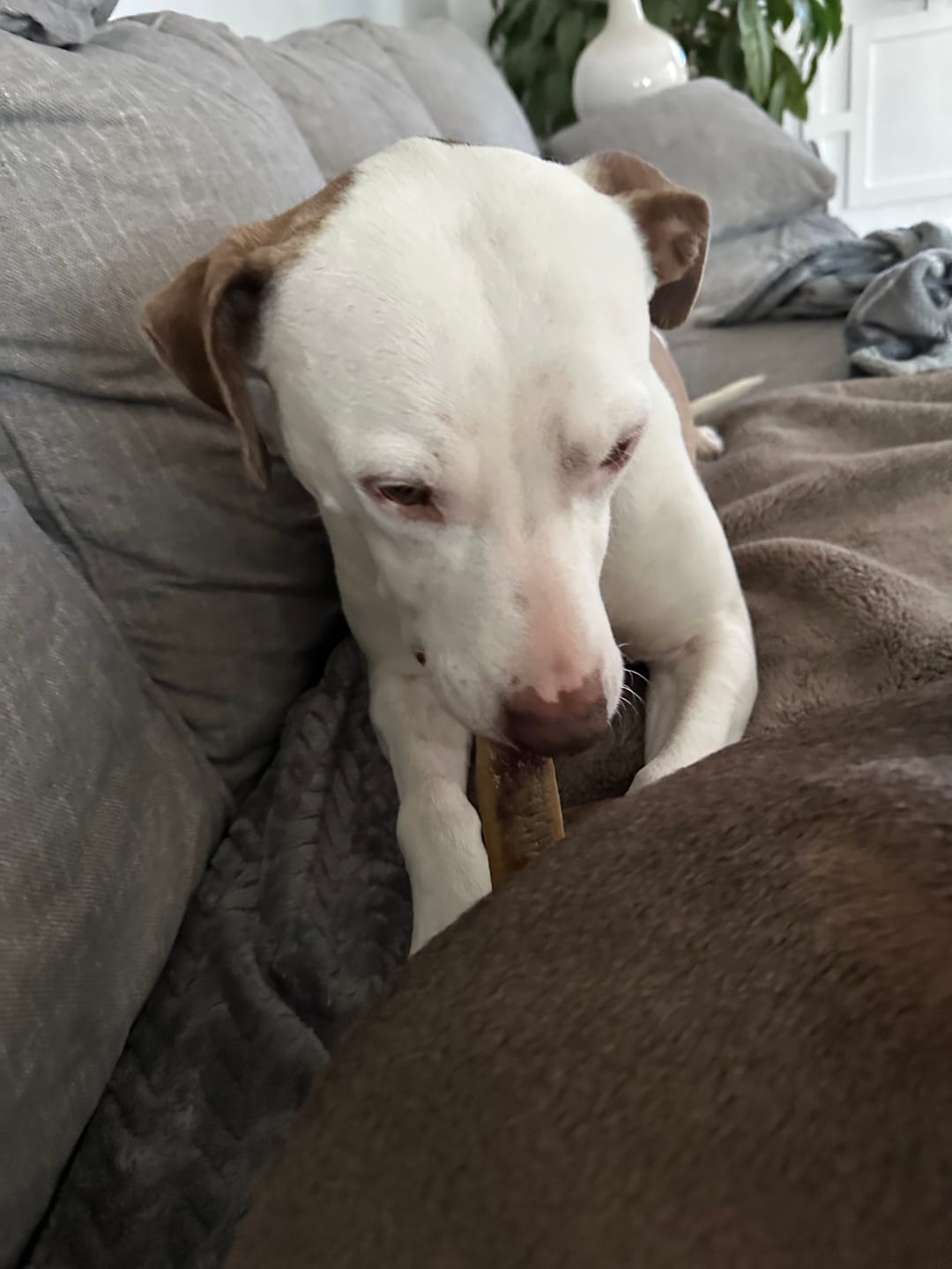 Customer photo review of Ostrich Foot Bone (7" x 3.5"): The Flavorful & Long-Lasting Chew for Medium to Large Dogs