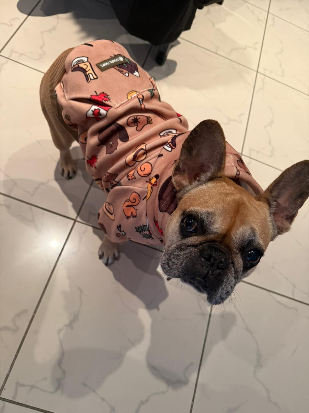 Customer photo review of Canada Dog Hoodie