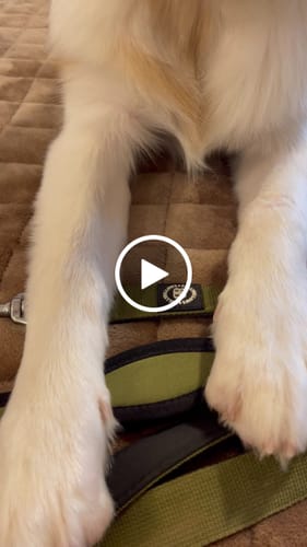 Erika K. review of Snap Hook Clasp Lead - Khaki image 1 out of 1