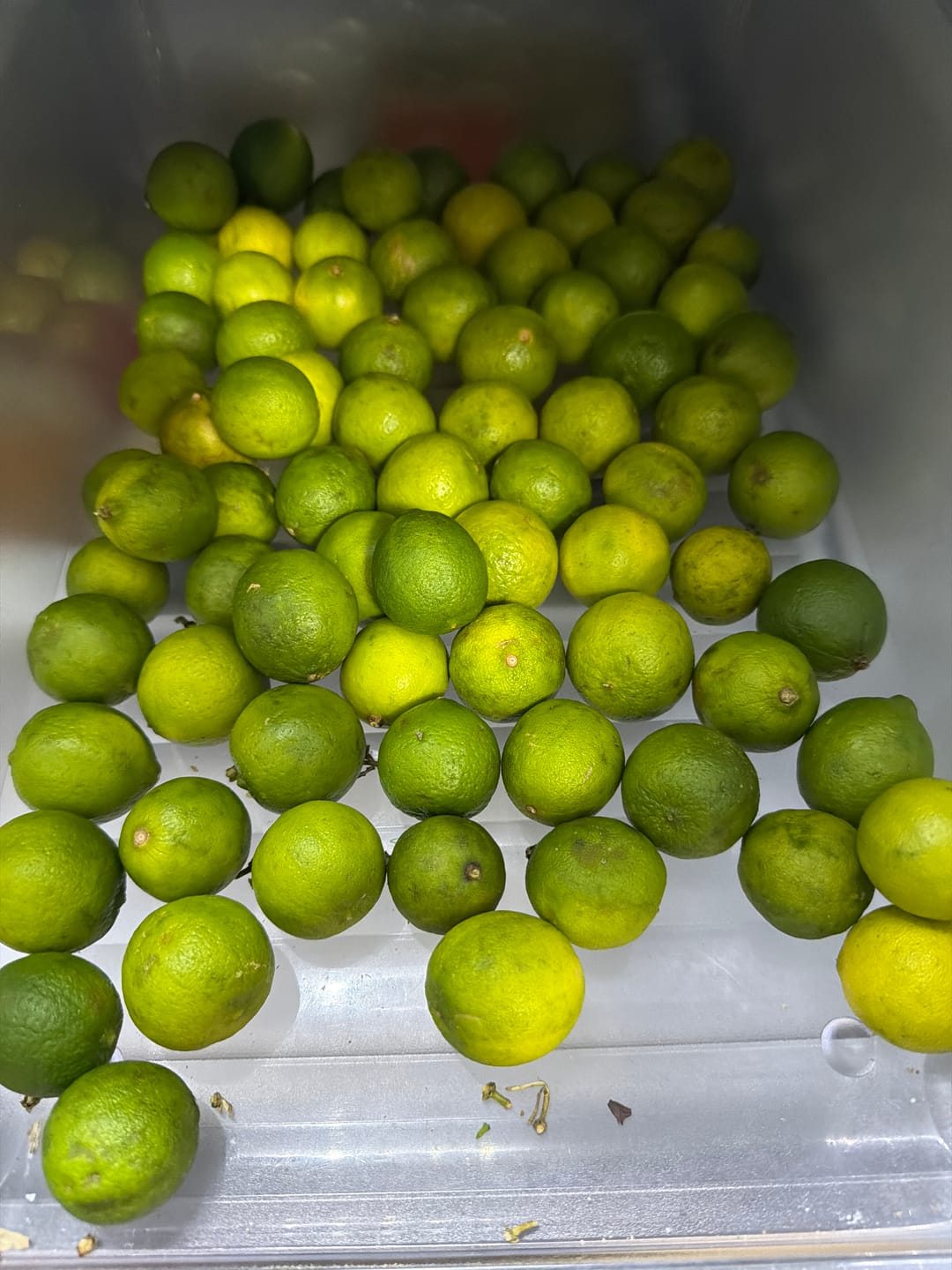 Customer photo review of Organic Key Limes 5 lbs