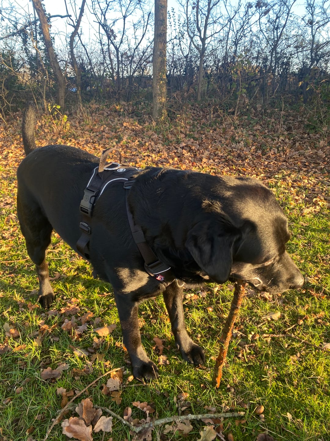 Customer photo review of 1.4m Swivel Combat Lead | Anti-Tangle & Secure Clip - Black