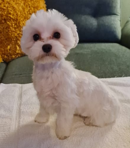 Customer photo review of Frischfutter für Energiebedarf von 238 kCal/Tag