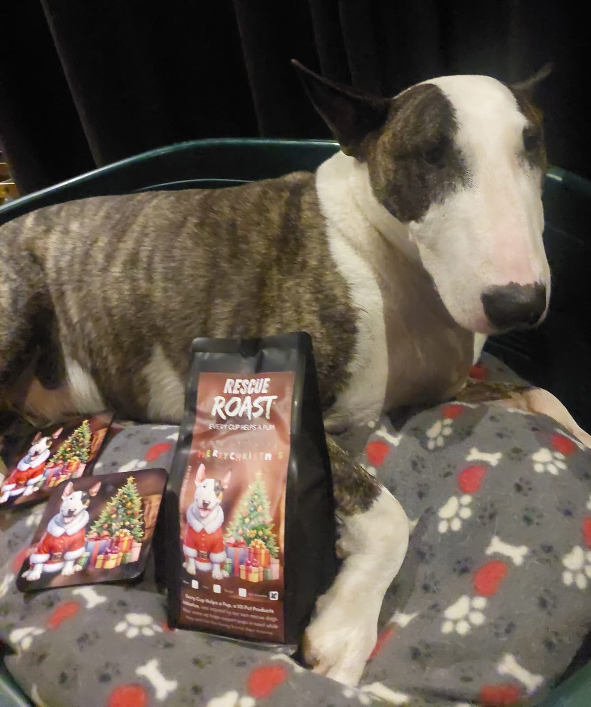 Customer photo review of Bullterrier - Christmas Edition (A)