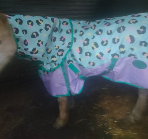 Customer photo review of NEW Wild One No Fill Turnout Rug