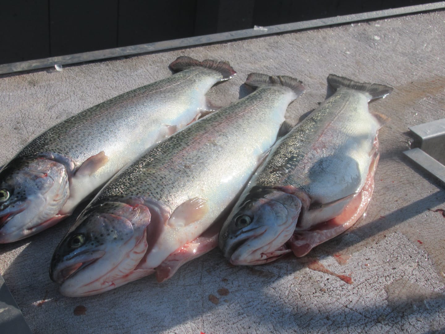 Customer photo review of Trix Rigging Kit