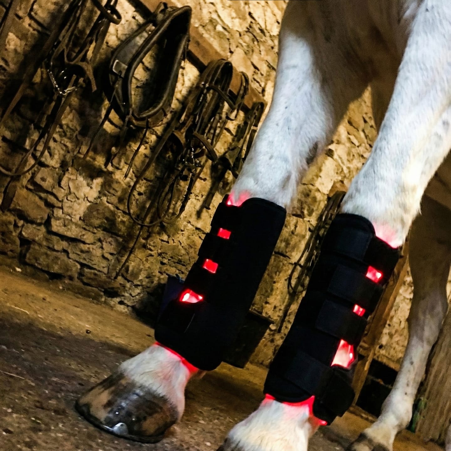 Customer photo review of HorseHalo™ HaloLegs