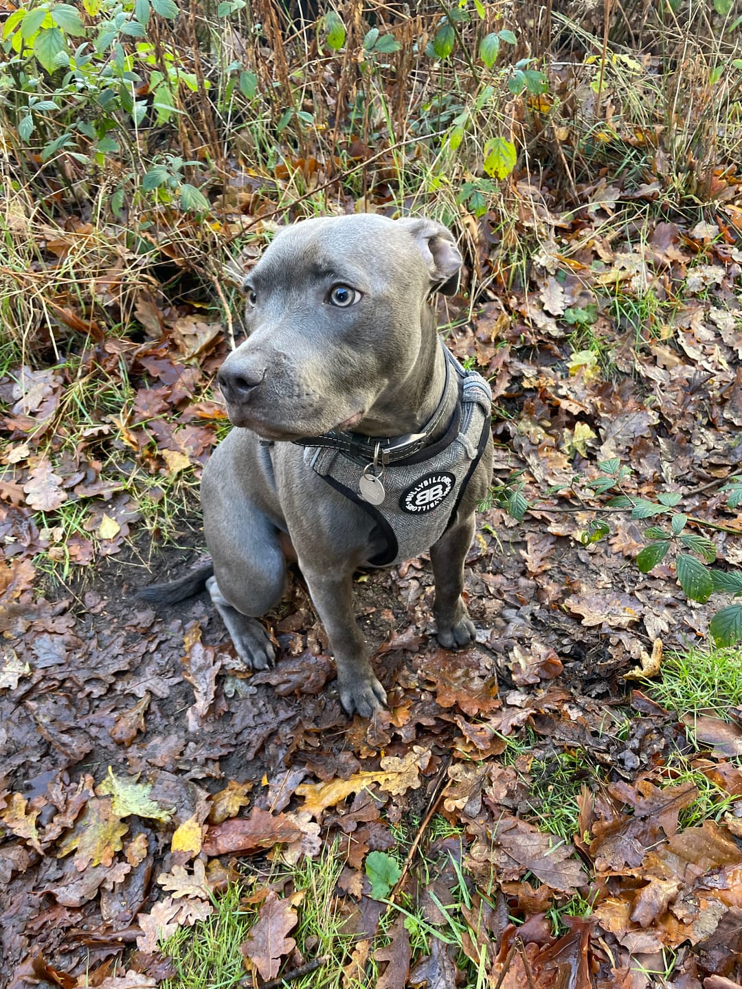 Customer photo review of Premium Comfort Herringbone Harness | Non Restrictive - Stone Grey