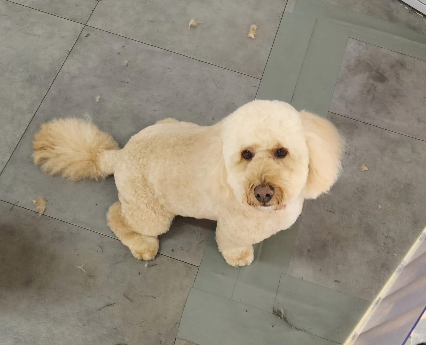 Customer photo review of PetNest Dog Boarding