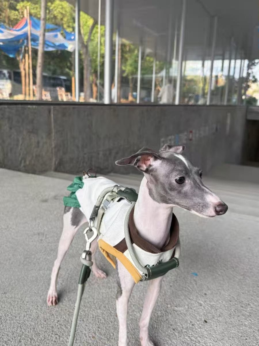 Customer photo review of H-Style Leather & Round Rope Adjustable Dog Harness – Harness only or Harness & Leash Set