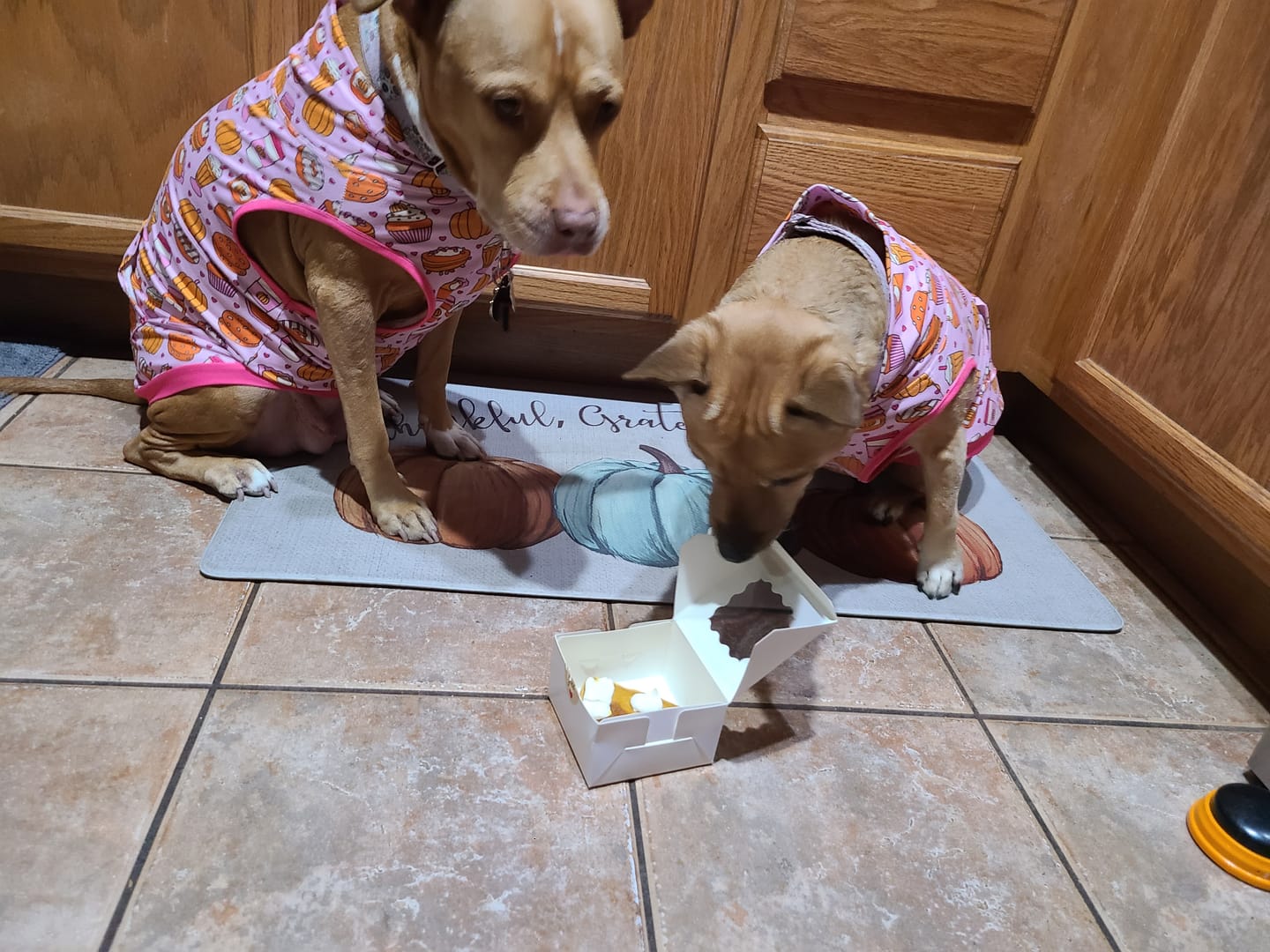 Customer photo review of Coco Bones – Plant-Based Dog Treats