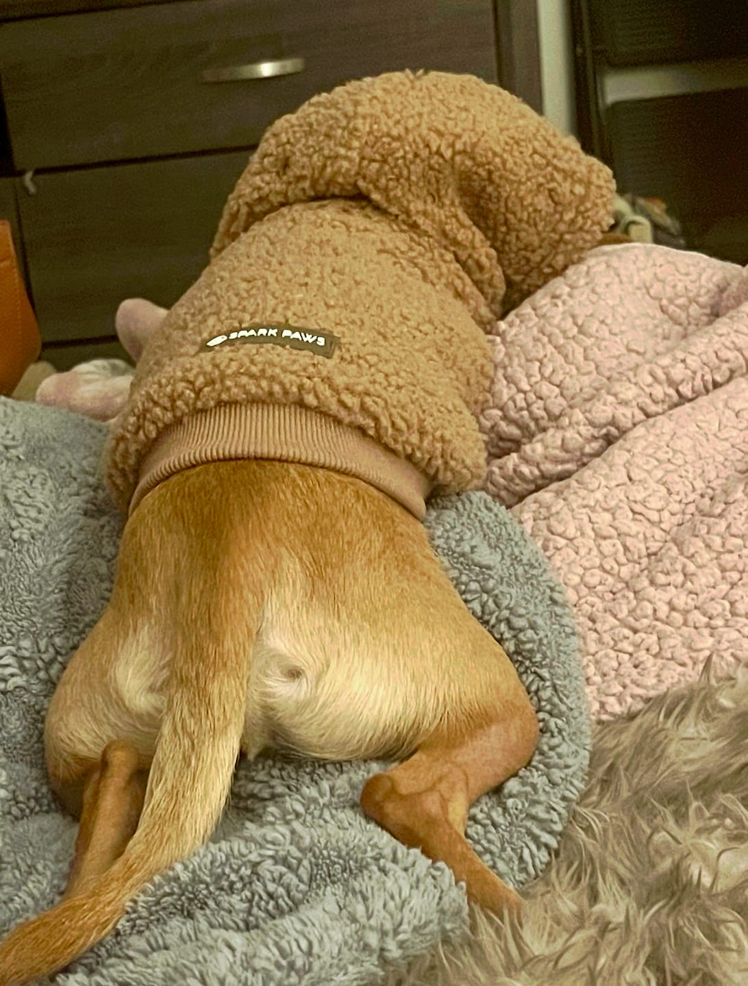 Customer photo review of Teddy Sherpa Fleece Dog Jacket - Brown