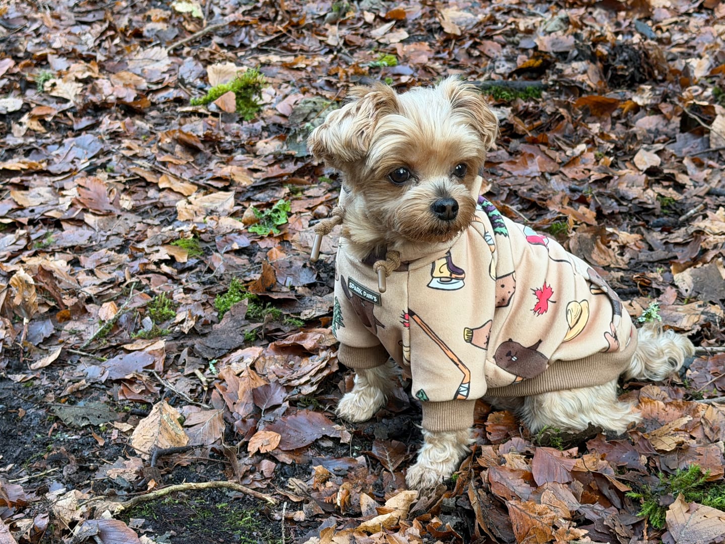 Customer photo review of Canada Dog Hoodie