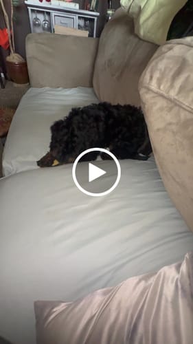 Customer video review of Banana Yak Chews