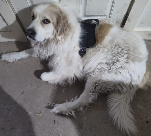 Customer photo review of No Pull Bully Proof Harness