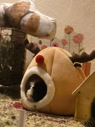 Customer photo review of 🦌❄️ Rentier-Haus – das kuscheligste Winterhäuschen für deine Meerschweinchen