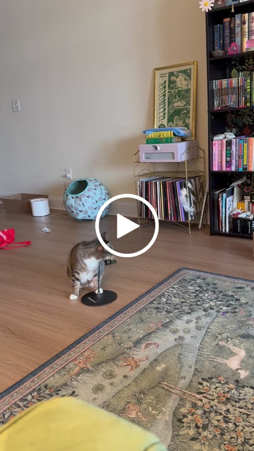Customer video review of Weighted Plate (Interactive Bird Simulation Cat Toy)