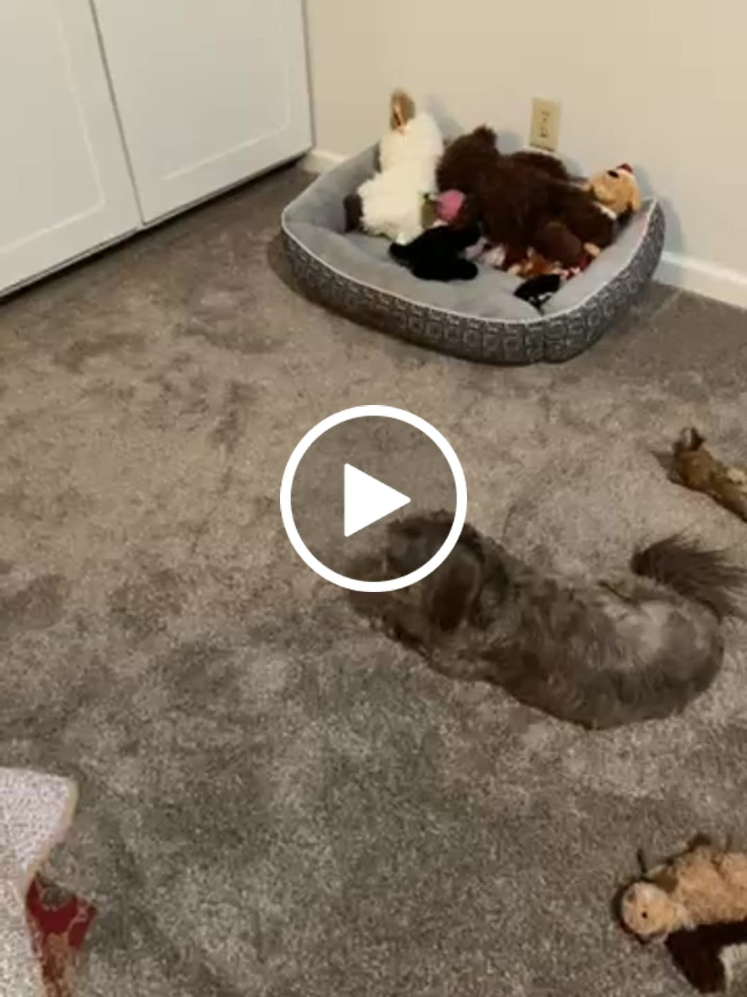 Customer video review of USA Turkey Tendons