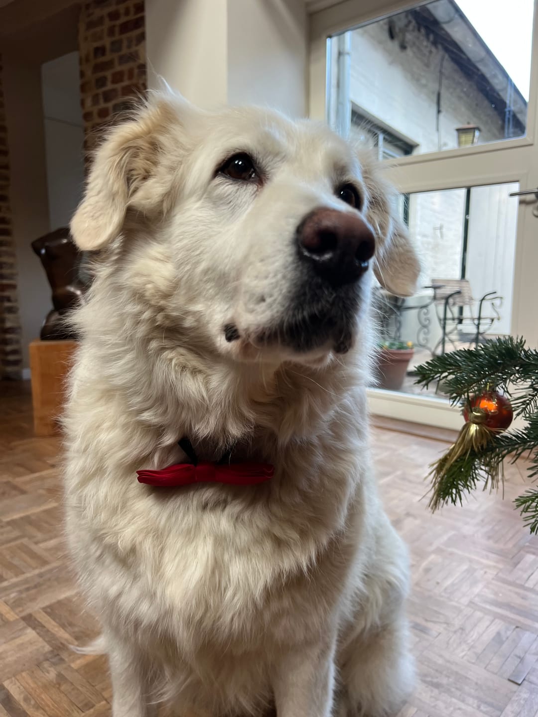 Customer photo review of Beemzy Tandpoeder voor Honden