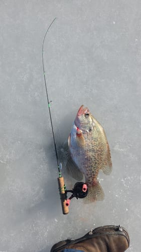 Customer photo review of Custom Carbon Ice Rod