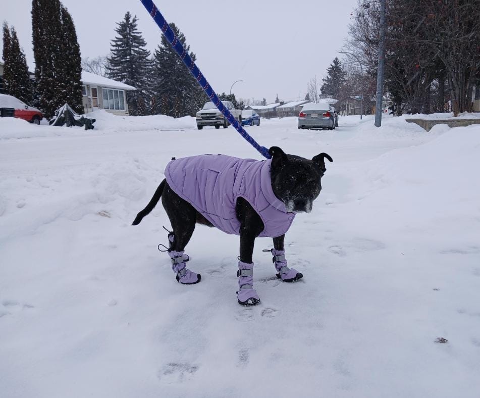 Customer photo review of Flex Shell Waterproof Dog Boots - Lilac