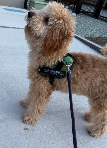 Customer photo review of FunFunPet 高機能ハーネス（お名前タグ作成サービス付き）