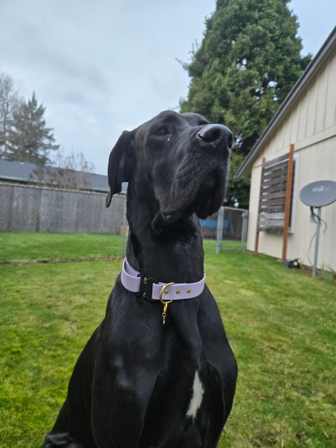 Customer photo review of Adjustable Biothane Quick Release Dog Collar