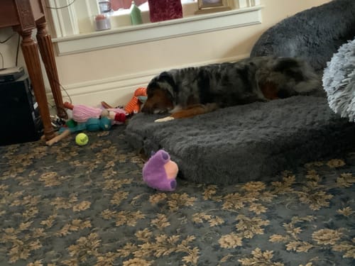 Customer photo review of Ostrich Knuckle (Medium – 4" x 3"): The Perfect Chew for Small to Medium Dogs & Sensitive Stomachs