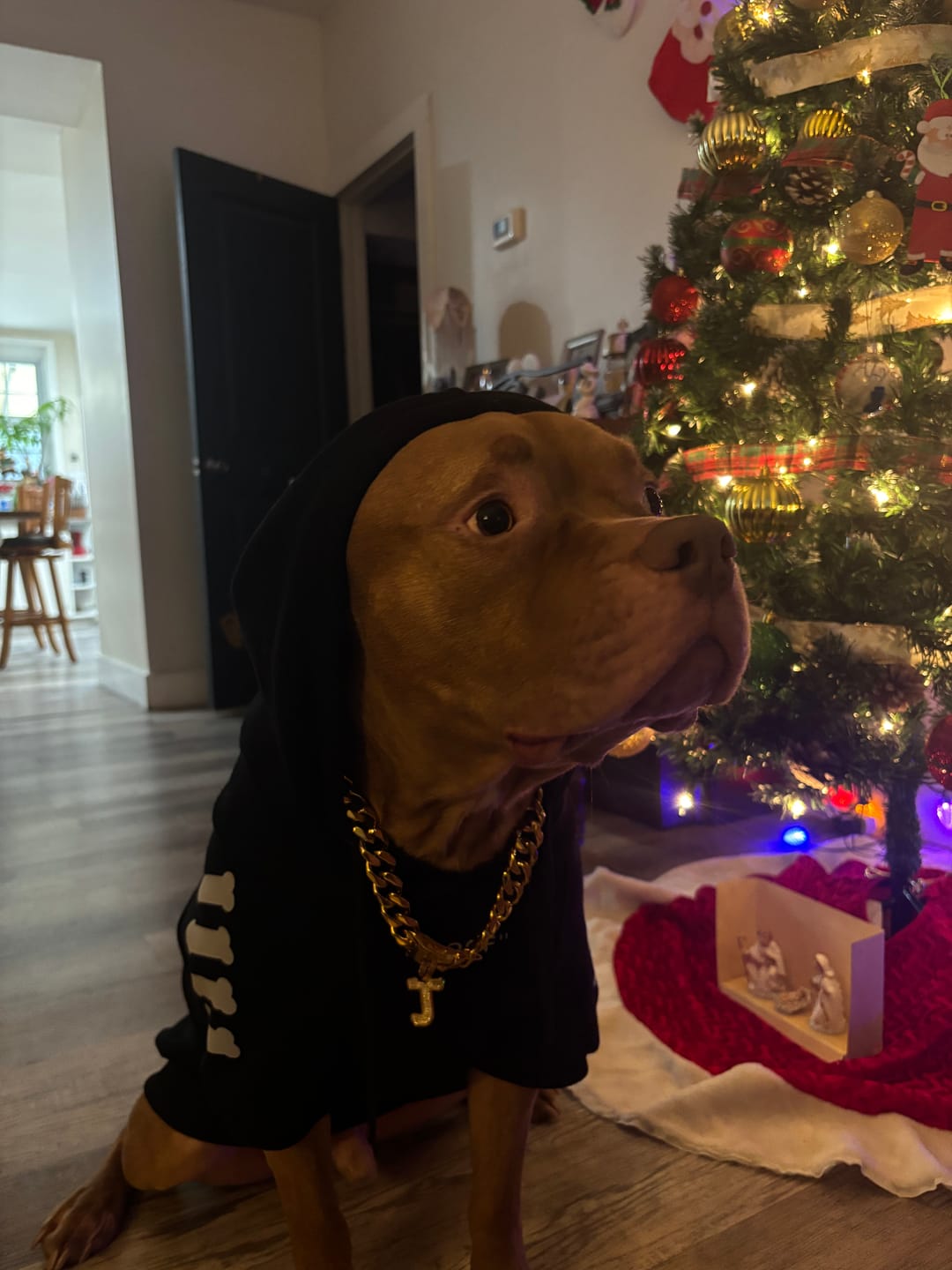 Customer photo review of Cuban Link Chain Dog Collar - Gold