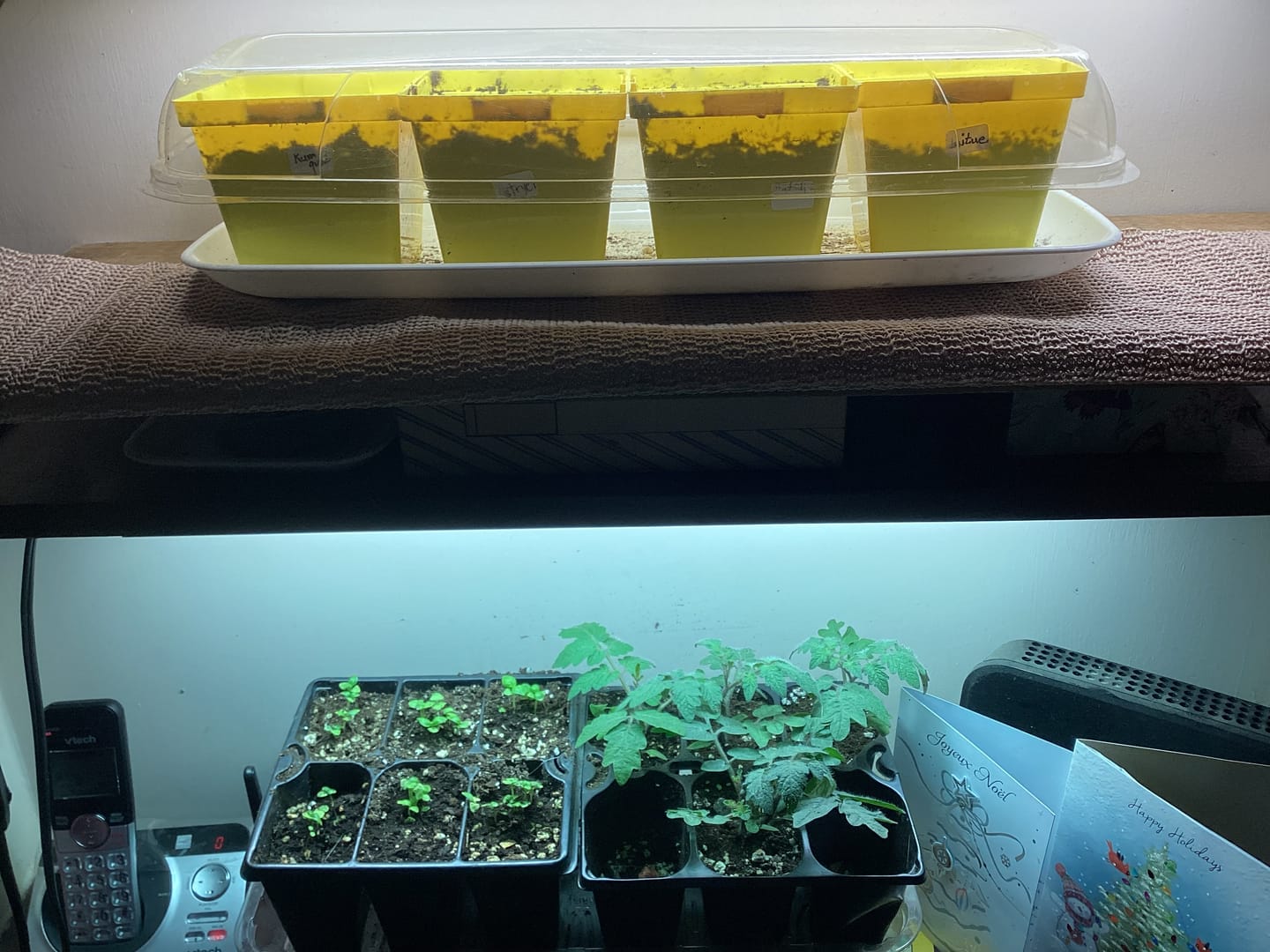Customer photo review of Sunblaster Replacement Lamp