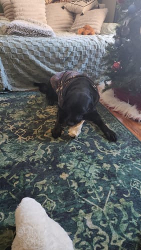 Customer photo review of Cow Ears For Dogs