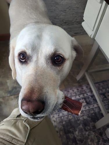 Customer's white dog looking up at the camera while holding a piece of an Extra Thick Bully Stick in its mouth.