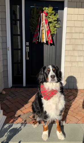 Customer photo review of Christmas Tradition Wreath Ribbon