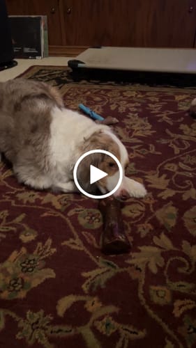 Customer video review of Smoked Beef Marrow Bone