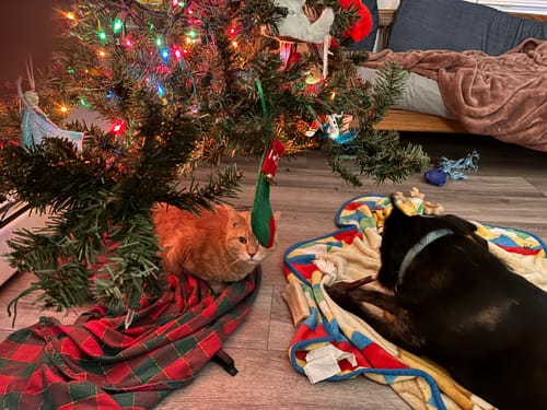 Customer's dog chewing a treat on a blanket while a cat sits under a nearby Christmas tree.