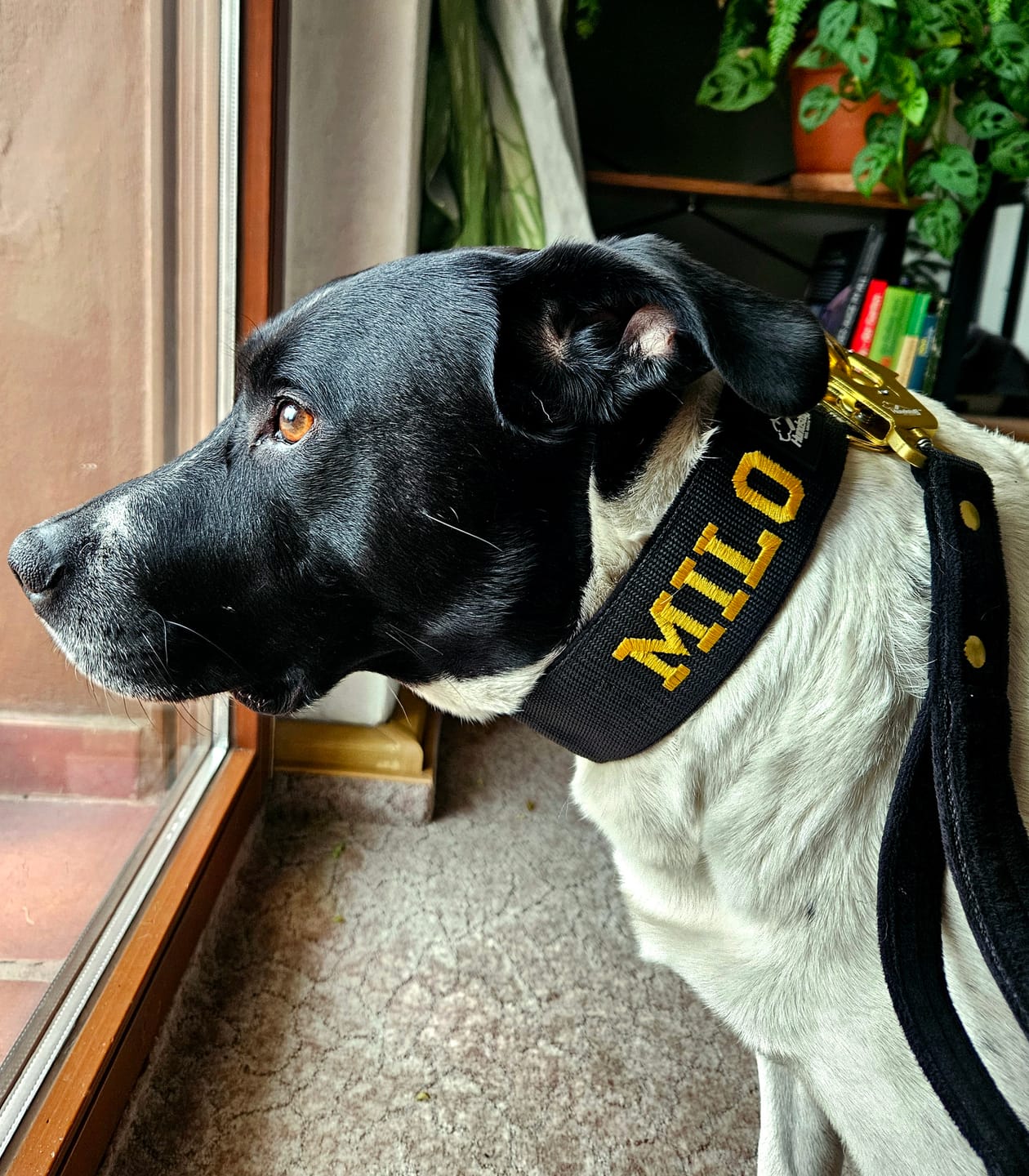 Customer photo review of Hundkoppel med namn