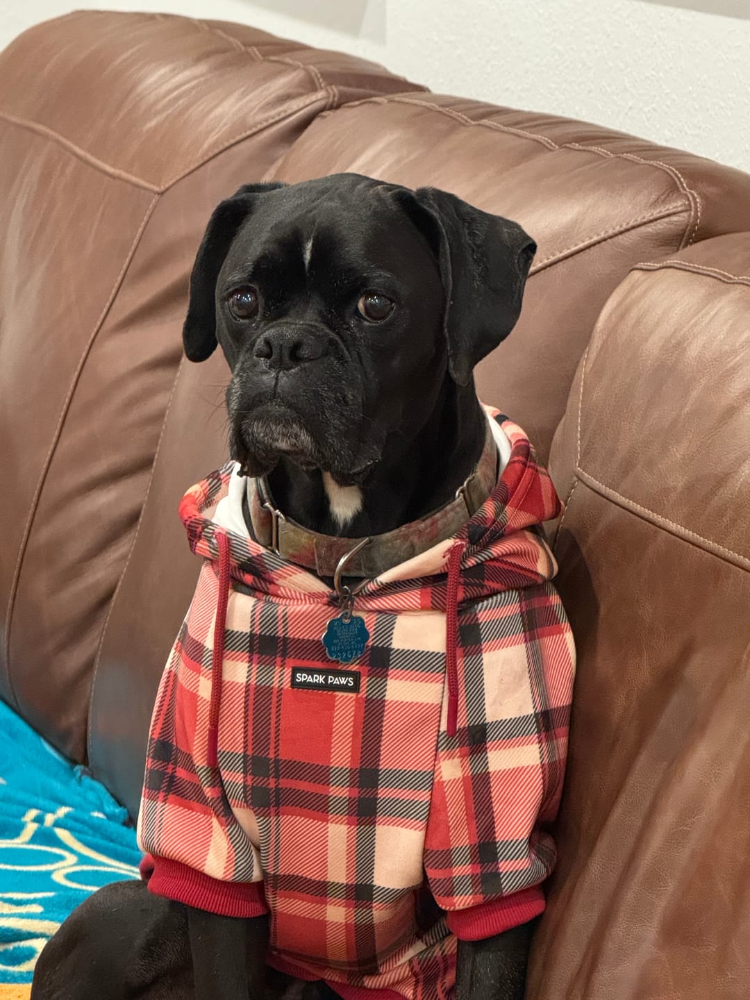 Customer photo review of Red Plaid Dog Hoodie