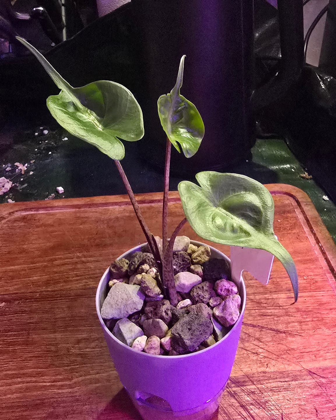 Customer photo review of ALOCASIA STINGRAY