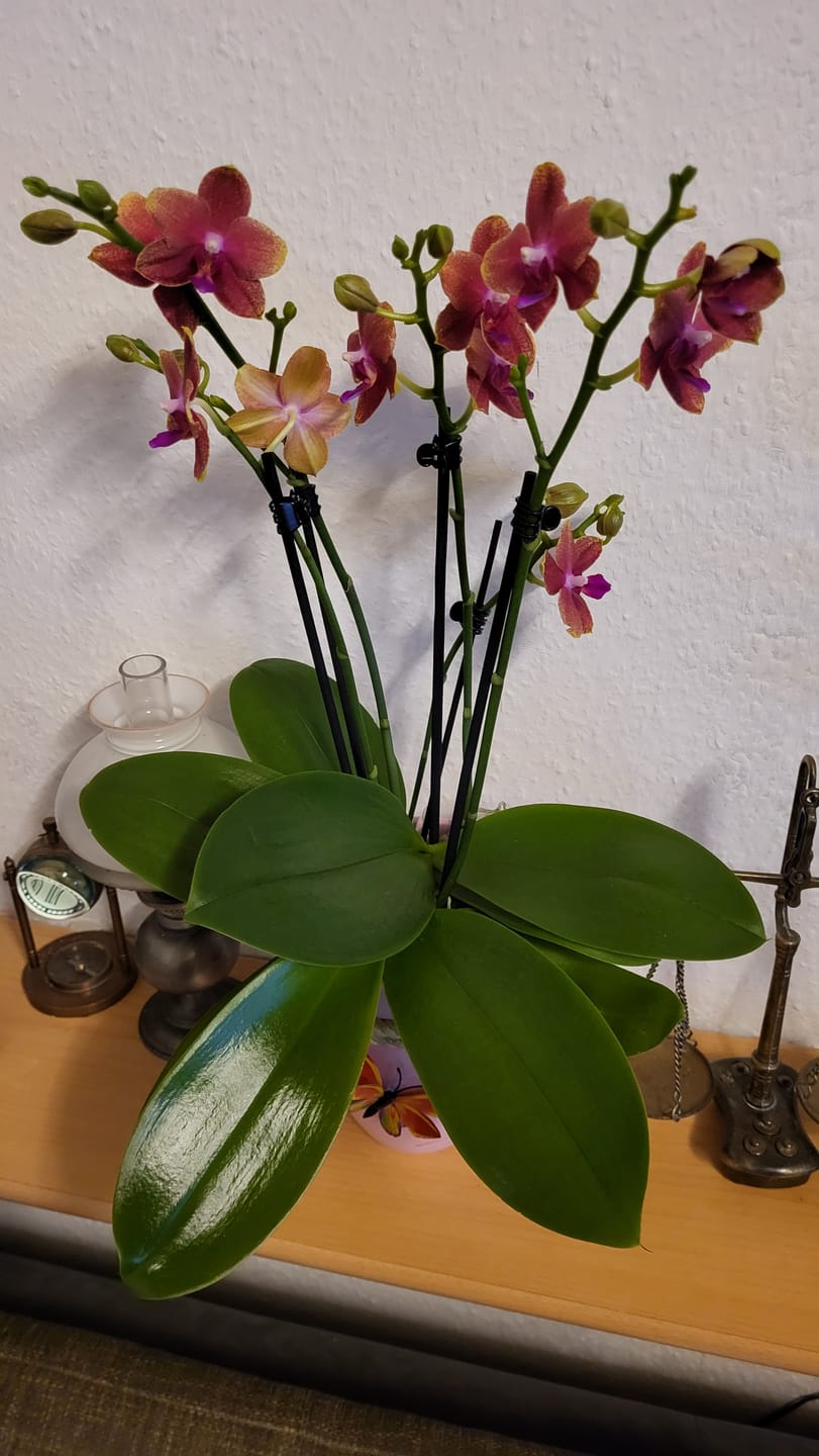 Customer photo review of Große Two of Us Duftorchidee Bolgheri mit orangen Blüten und 4 Rispen