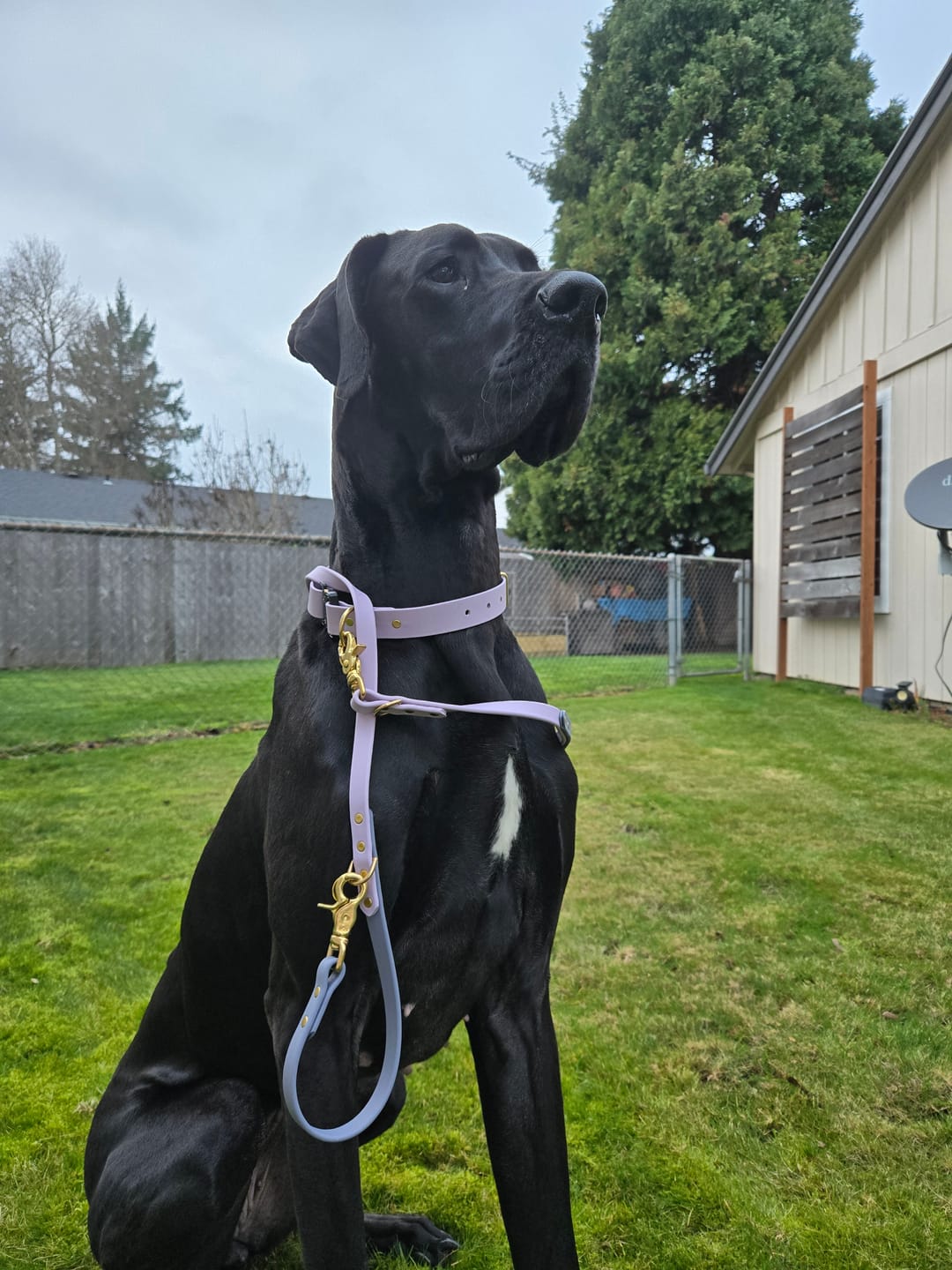 Customer photo review of Biothane Traffic Handle Dog Leash