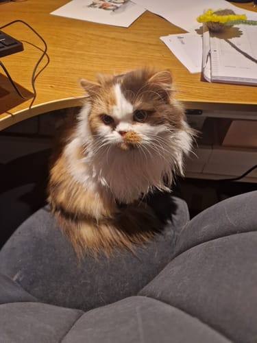 Customer photo review of 1 Month Supply – 1 Cat