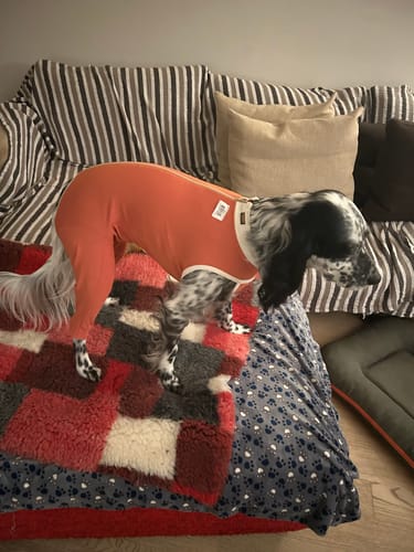 Customer photo review of Body Arti Posteriori