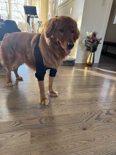 Customer photo review of Dog Front Shoulder/Elbow Support Brace