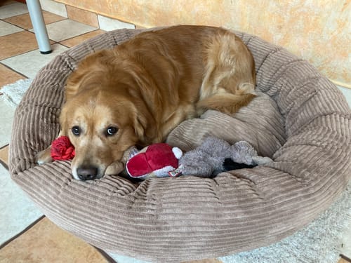 Customer photo review of CozyNest Prémium Puha Fánk Alakú Kutya és Macska Fekhely