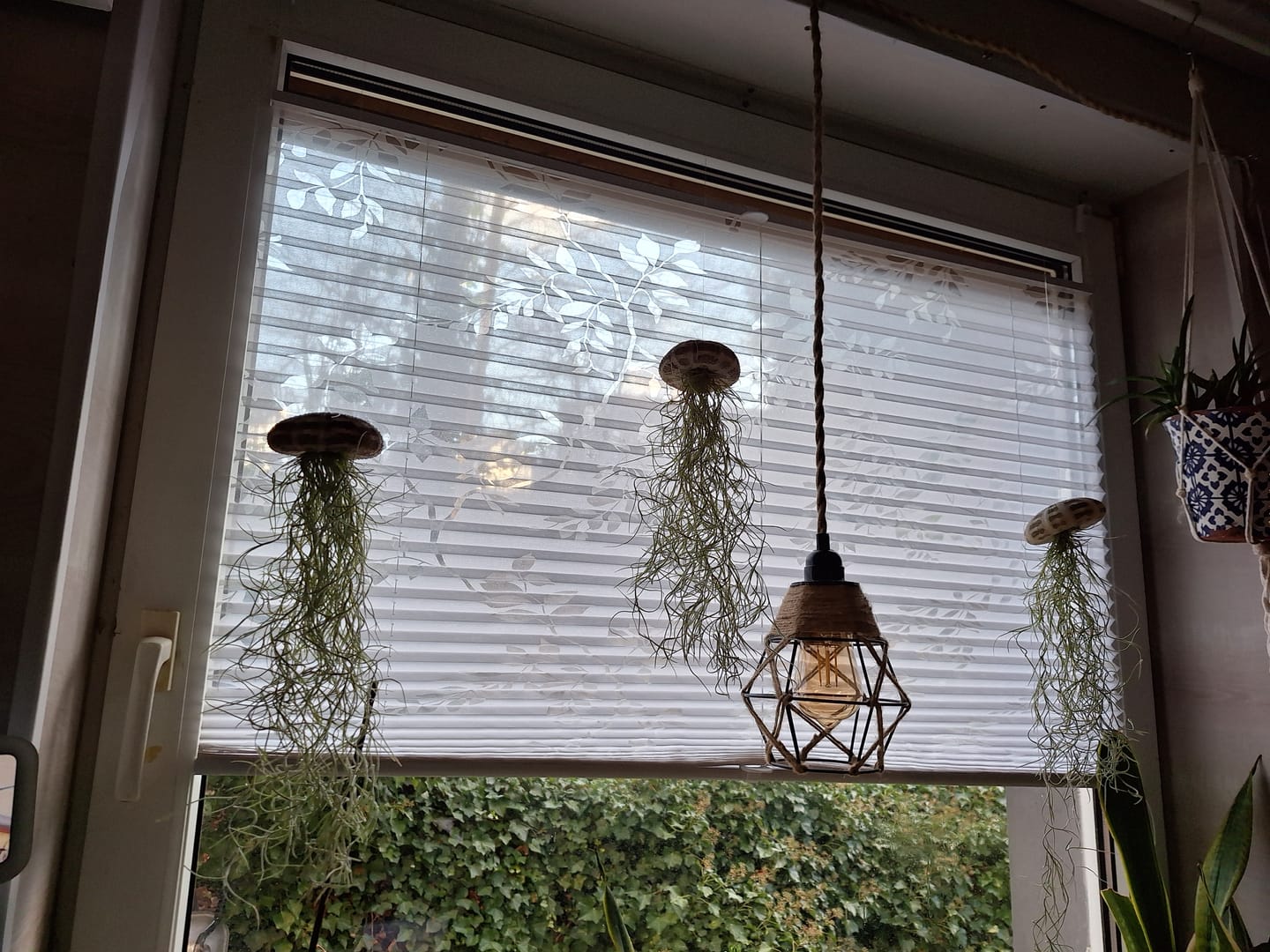 Customer photo review of Tillandsien Qualle - 3er Bundle