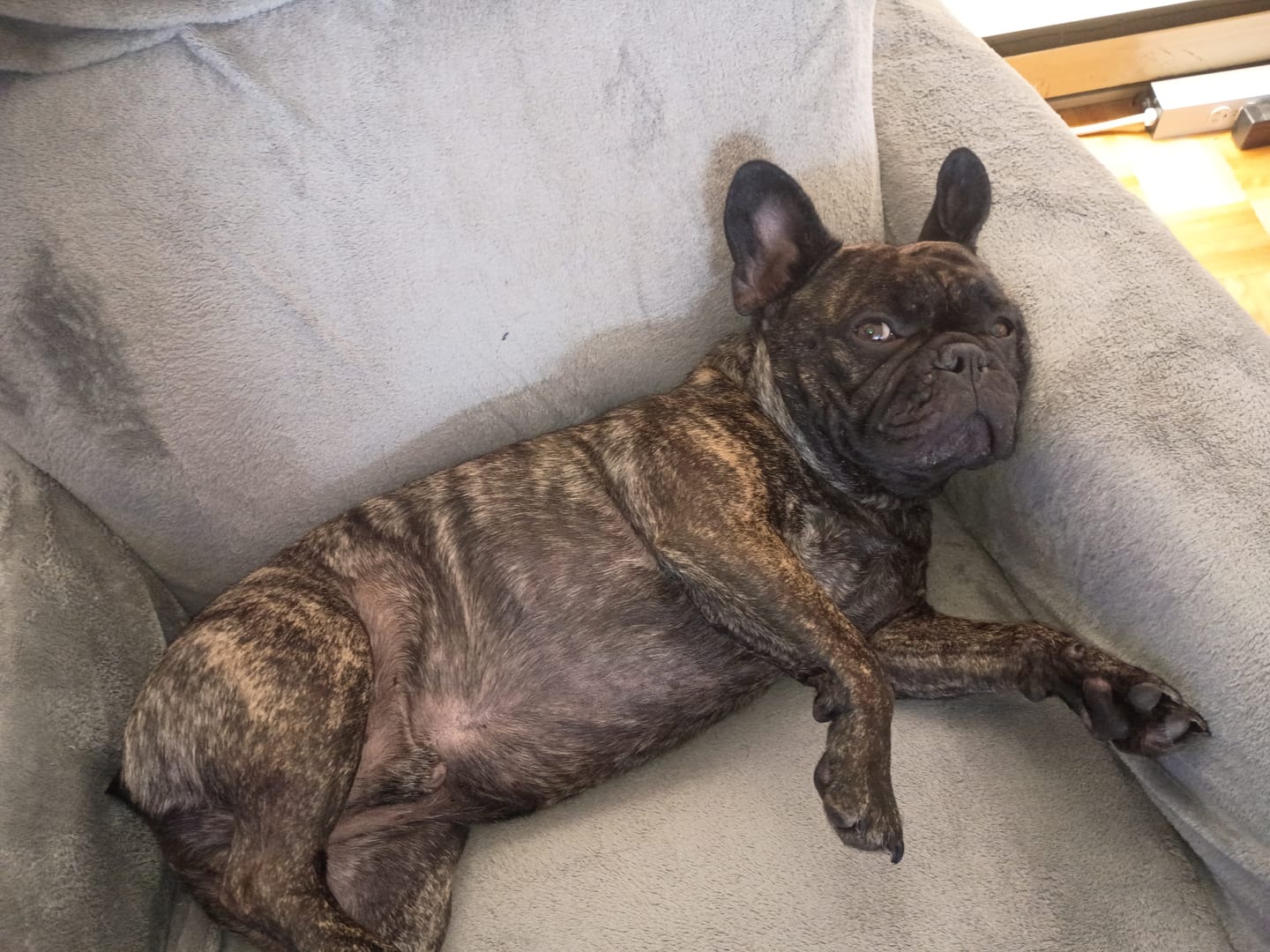 Customer photo review of COMBO ALLERGIES pour chiens et chats: OREL,TOXY