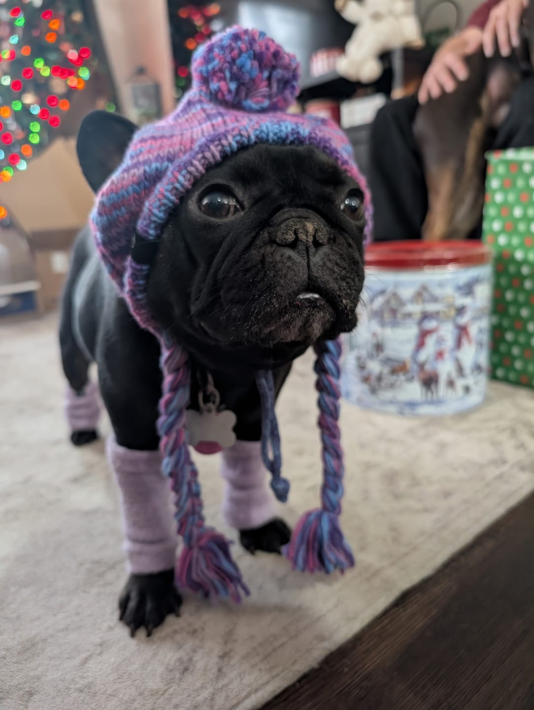 Customer photo review of Knit Pom Pom Dog Beanie Hats