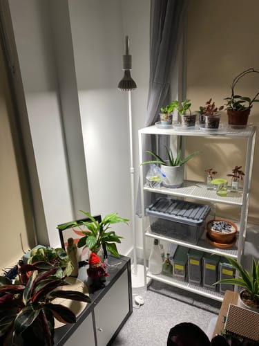 Customer photo review of Pianta Grow Light LED Bulb
