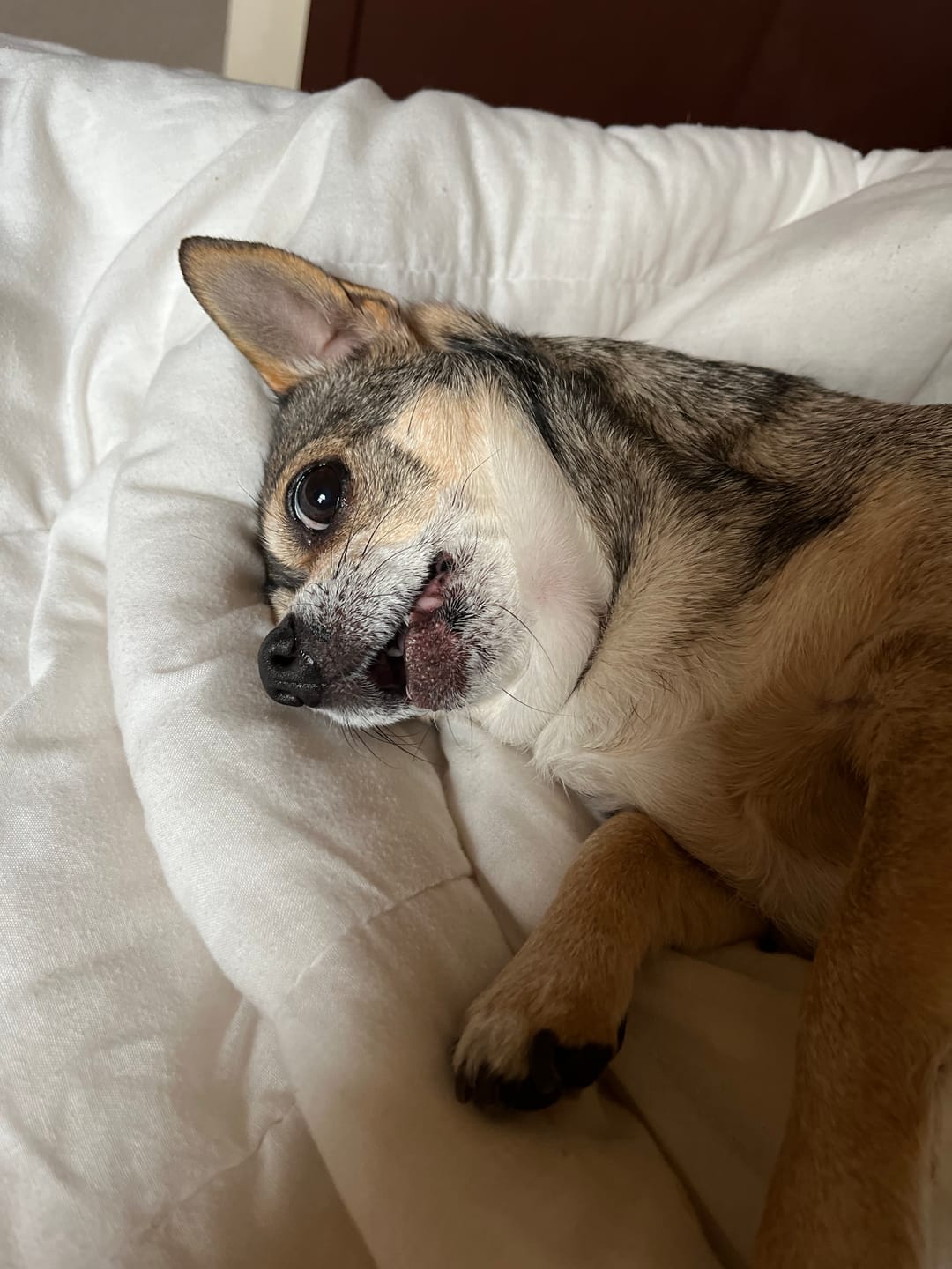 Customer photo review of Dog Kennel Cough & Respiratory Support Remedy